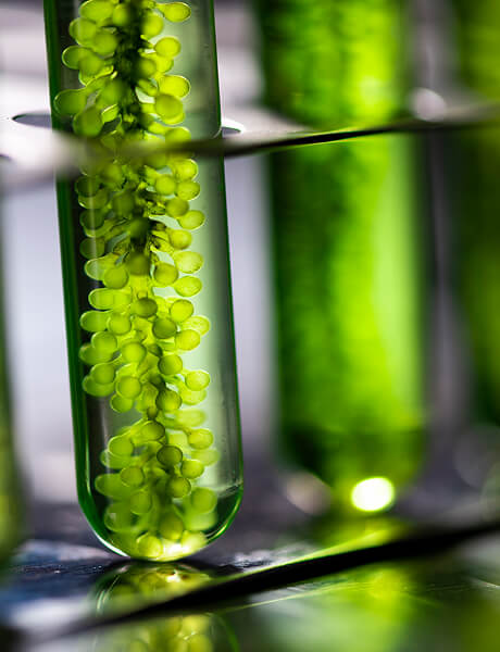Close-up of a glass test tube containing bright green plant cells or algae, with a blurred green laboratory background.